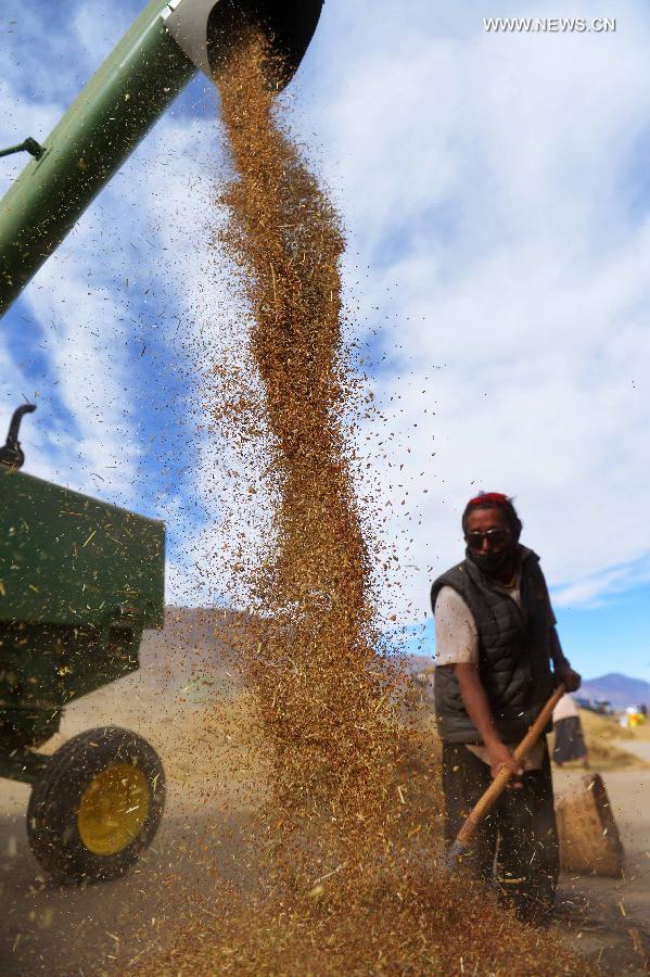 Harvest season comes in China's Tibet