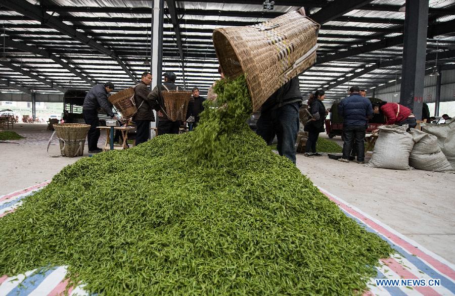 Farmers make tea before Qingming Festival