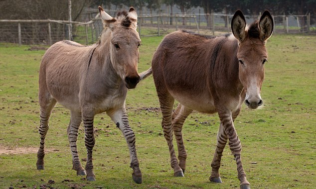 “斑驢、斑馬馬”繞暈頭 英怪異動物園令人稱奇