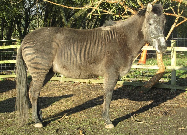 “斑驢、斑馬馬”繞暈頭 英怪異動物園令人稱奇