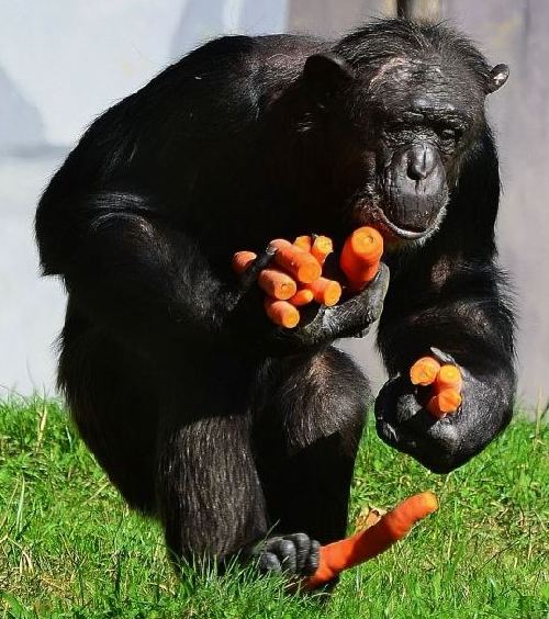 組圖：攝影師抓拍德國動物園黑猩猩偷食胡蘿卜