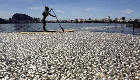 巴西奧運(yùn)會賽艇場地驚現(xiàn)65噸死魚 或因缺氧所致