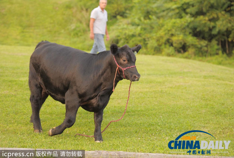 美國(guó)農(nóng)場(chǎng)秀公牛脫韁逃跑撞倒一名男子