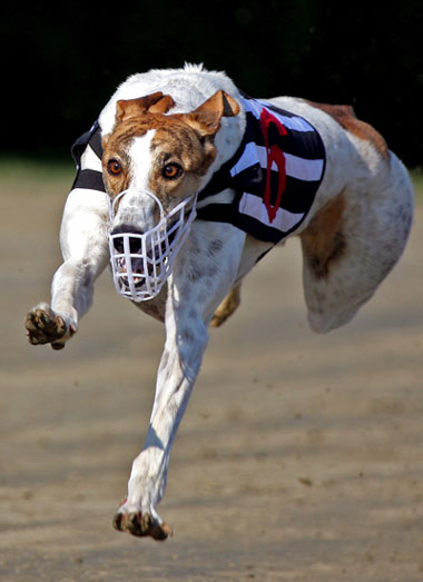 The Greyhound World Championship