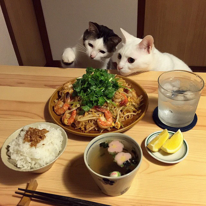 日本“眼饞貓”走紅（組圖）