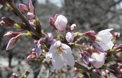 東京櫻花在災(zāi)難陰霾中綻放