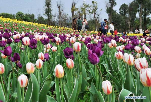 Beautiful tulip blossom in Liuzhou city, S China