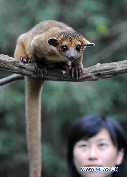 Rainforest theme zone opens in HK Ocean Park