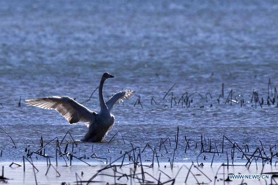 White swans on Cuiping Lake in Tianjin