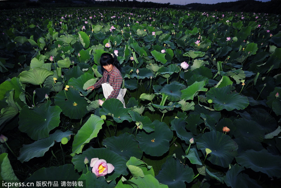 China's sacred lotus blooms bright