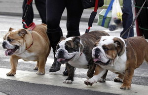 Pets have their own fashion show