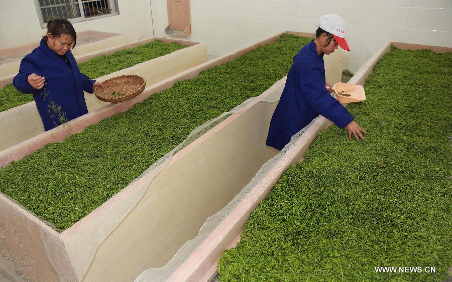 Farmers pick tea leaves early to ensure best taste