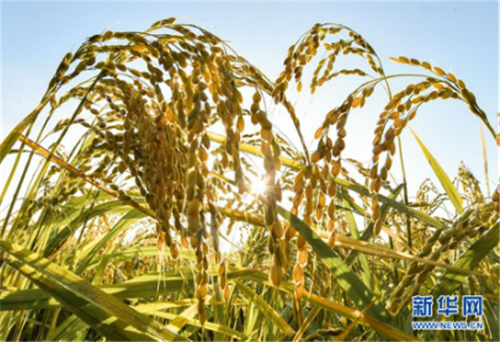 Yanbian: Harvest season of rice