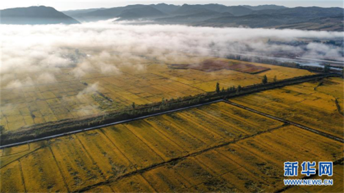 Yanbian: Harvest season of rice