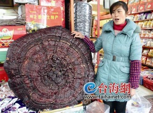 Large wood mushroom found in rural Fujian