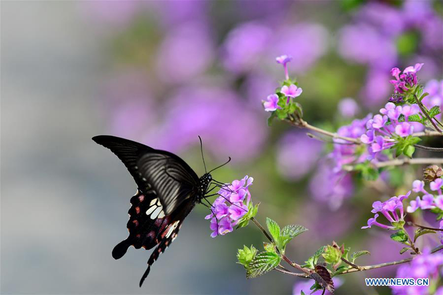 Spring scenery in SE China's Fujian