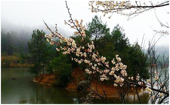 Longyan’s plum blossom perfume