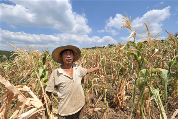 45-day drought scorches vast swathes of crops