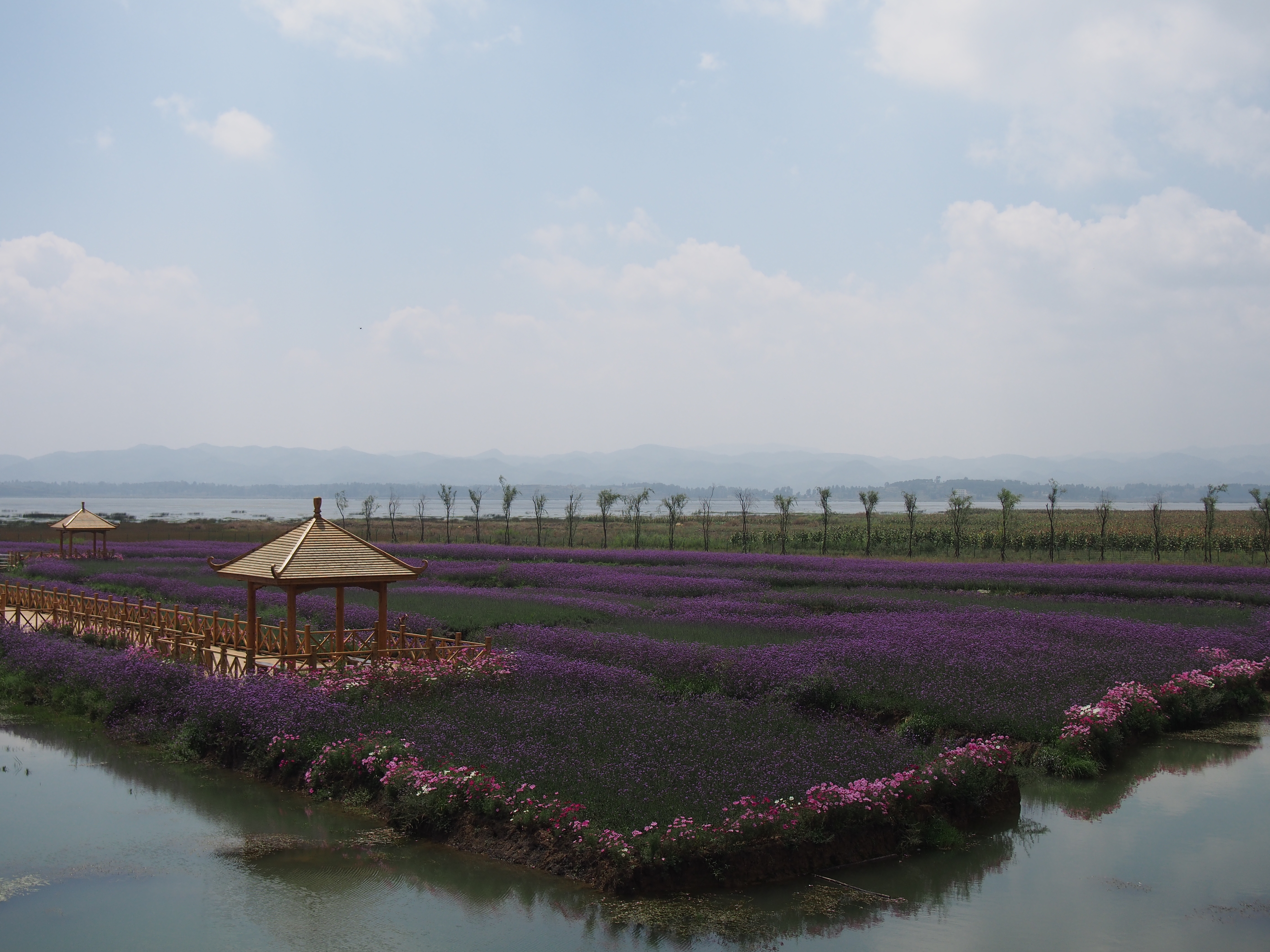 Lavender fields in Guizhou