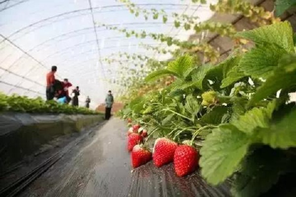 Where to pick the freshest strawberries in Wuxi