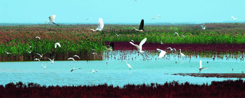 Shandong Yellow River Delta National Nature Reserve