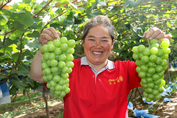 Farmers welcome harvest season in Yantai