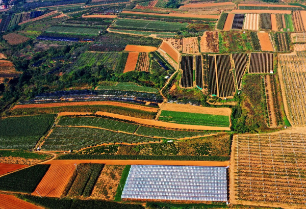 In pics: Colorful palette of autumn fields in Yantai