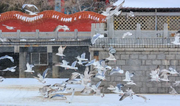 Winter coastal scenery of Yantai captured in photos