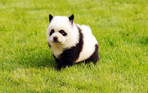 Panda dog hot in China<BR>'熊貓狗'成國人新寵(圖)