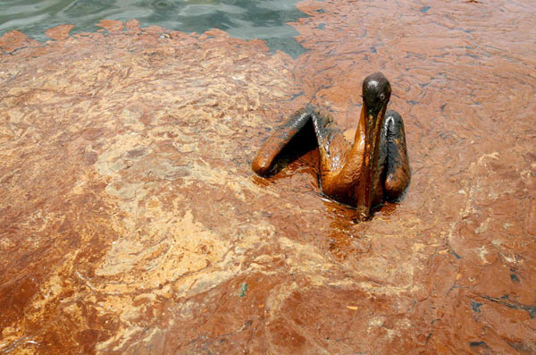 Oil spill endangers wildlife