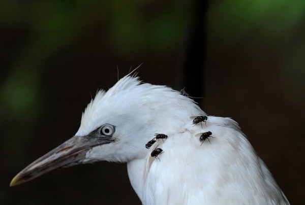 Young egrets drop dead en masse in E China