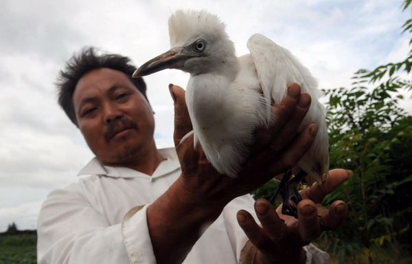 Young egrets drop dead en masse in E China