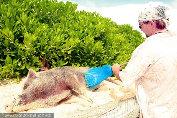 Idyllic life of a pet boar in Bahamas