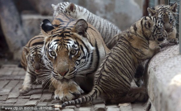 Showtime for tiger quadruplets, E China