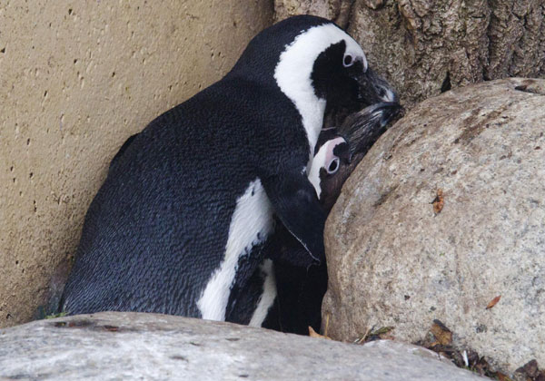 Gay penguins to be separated for preserving species