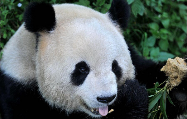 Pandas displaced by 2008 quake to return home