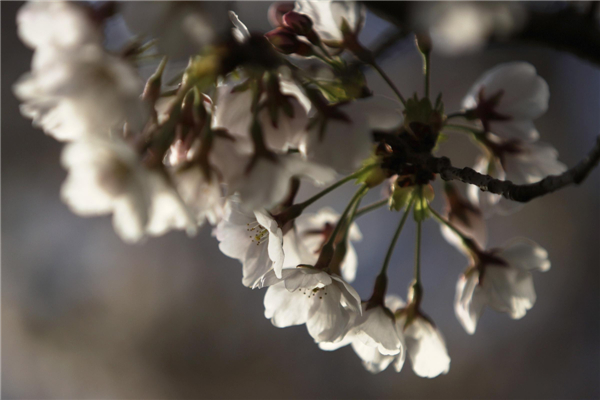 Cherry blossoms in Washington