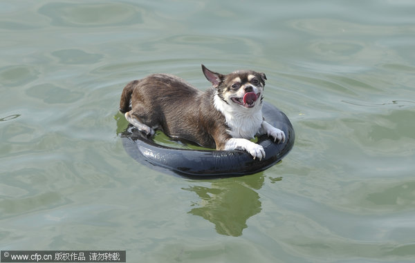 Animals stay cool in summer heat