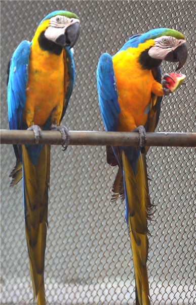 Zoo animals cool off in hot summer