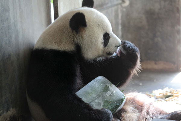 Panda chills out with cool meal