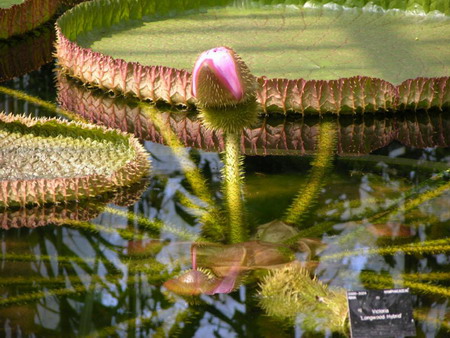 A Boat of A Leave - Royal Water Lily