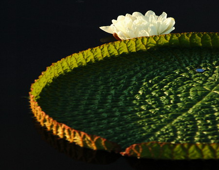 A Boat of A Leave - Royal Water Lily