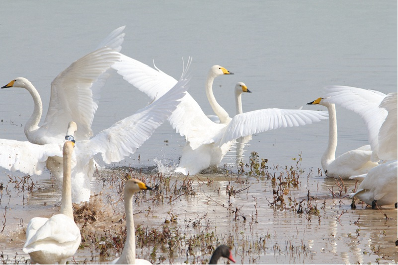 First batch of white swans arrive in Sanmenxia