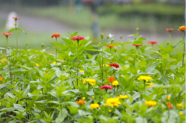 People enchanted by summer flower seas