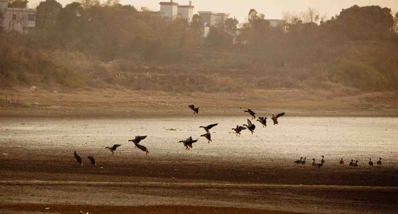 Migratory birds enjoy winter in E China wetland