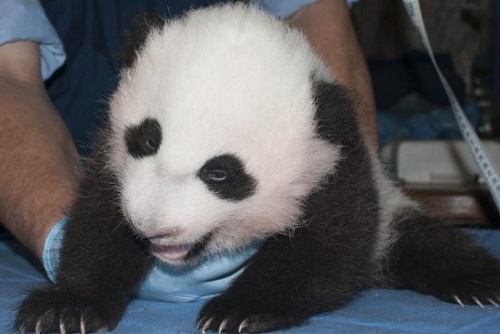 美國(guó)華盛頓動(dòng)物園新生小熊貓滿百天 獲名“寶寶”