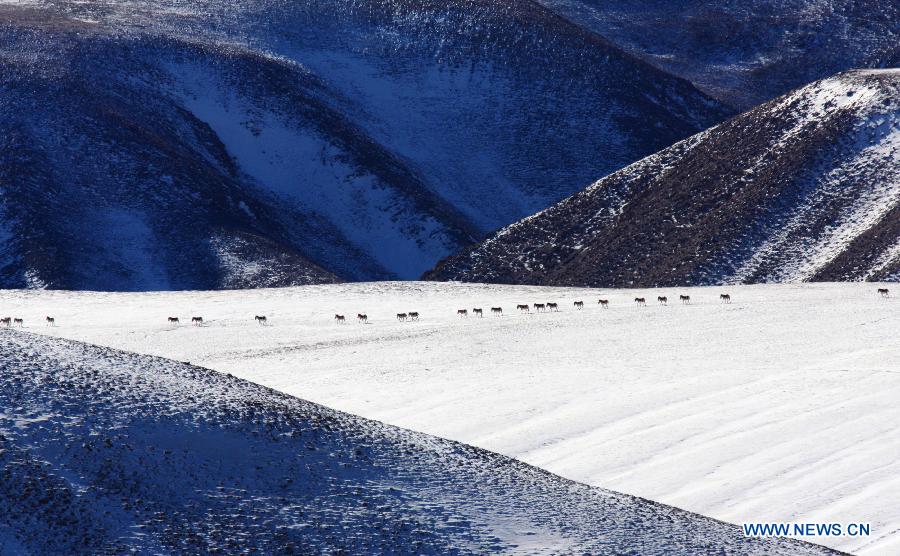 Wild animals on Haltern Plateau in NW China's Gansu