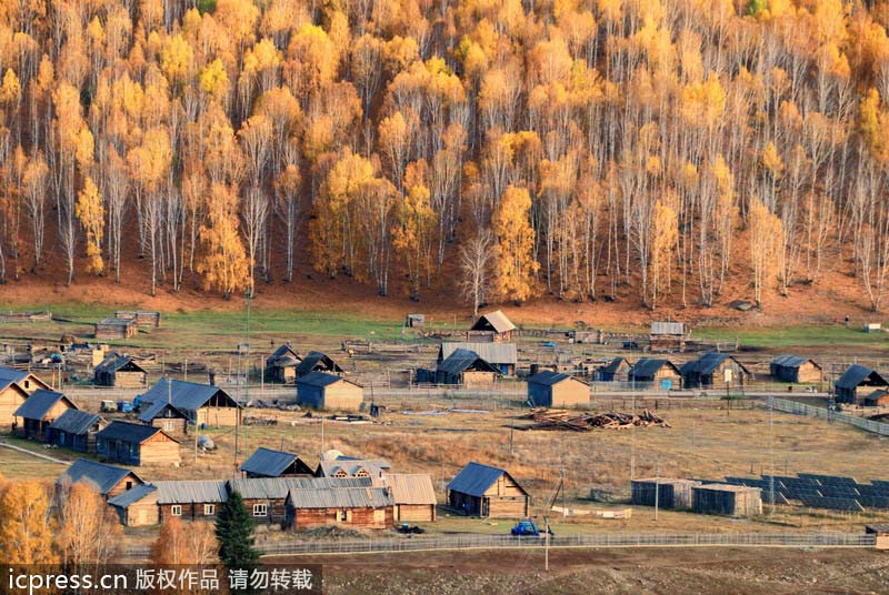 Birch trees enhance winter landscape