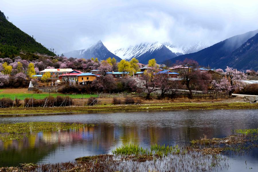 Peach flower destination: Galang village in Tibet