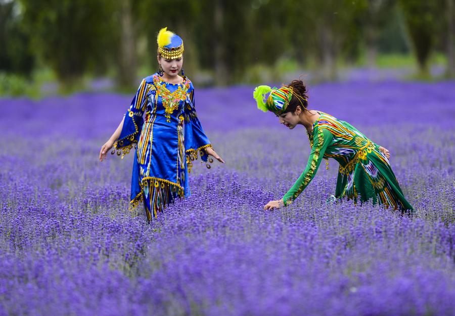 China's lavender town: Xinjiang Ili River Valley